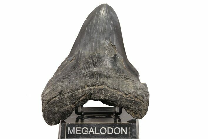 Fossil Megalodon Tooth - Monster Meg Tooth #78181